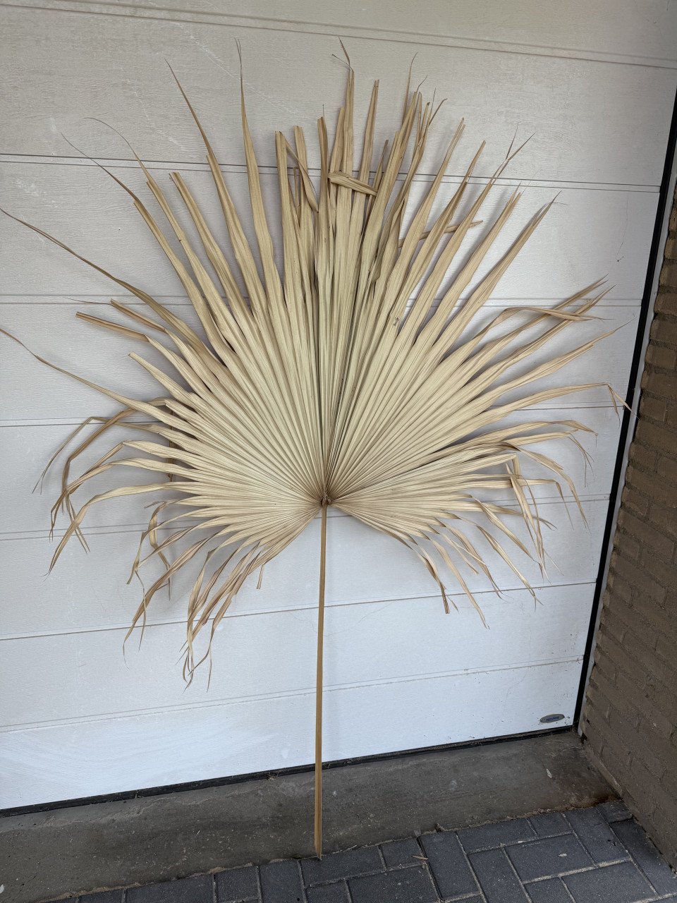 Gigantisch gedroogd Palmblad