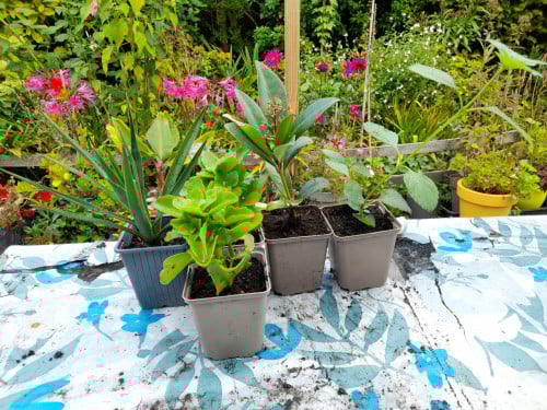 Diverse planten