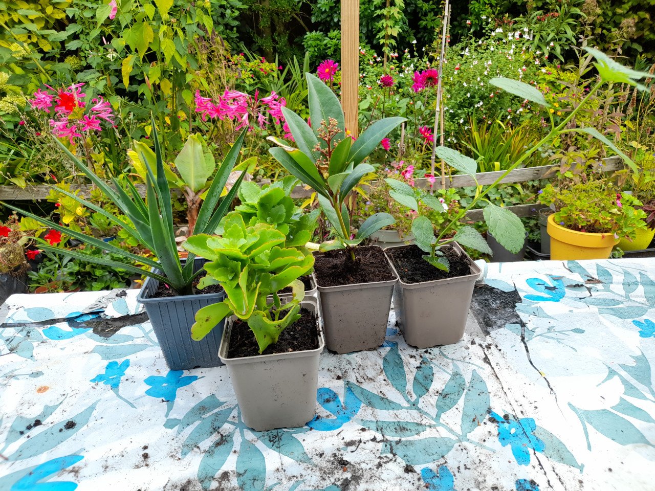 Diverse planten