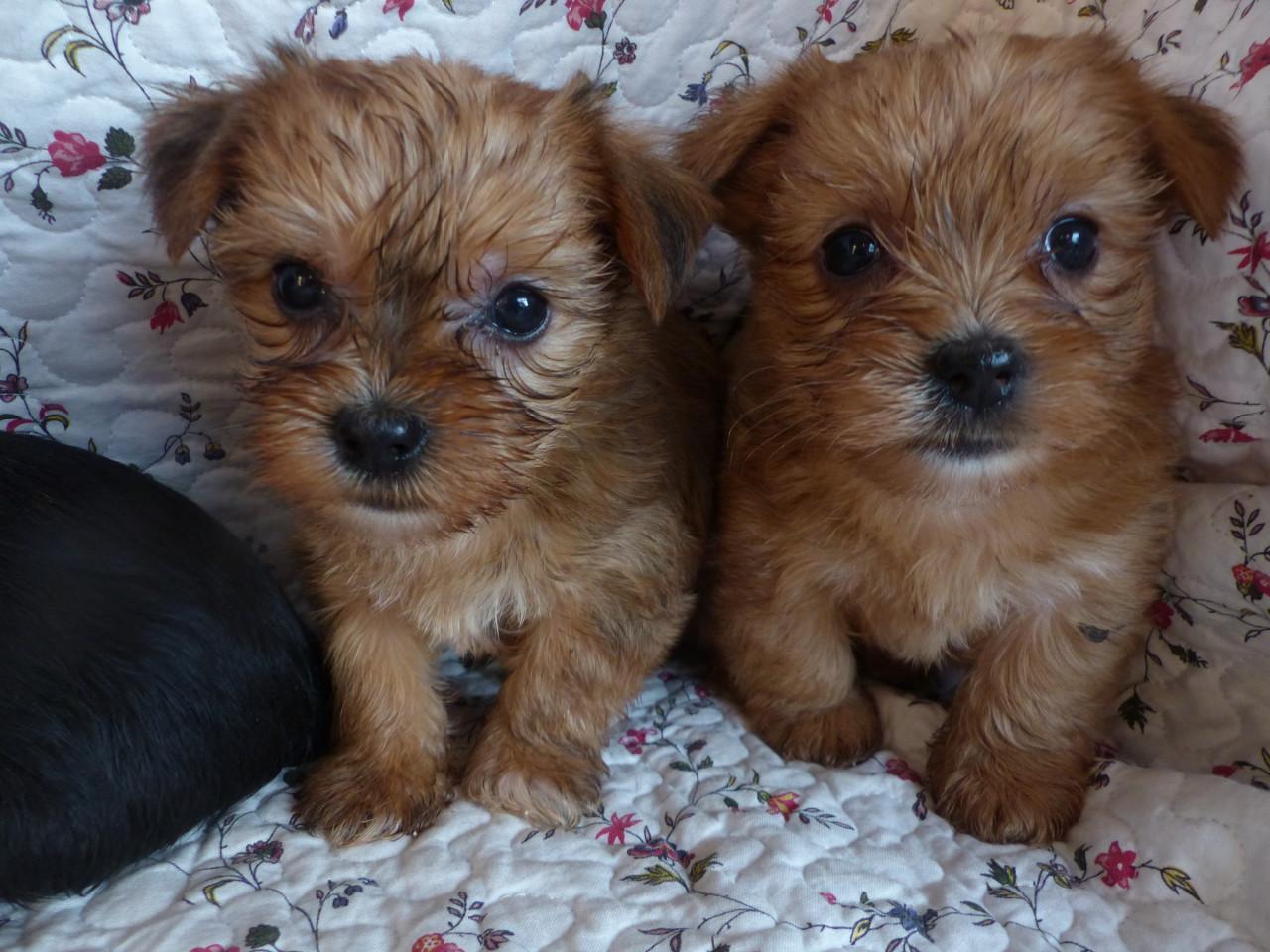 Gezonde mooie pups te koop niet doorgefokt