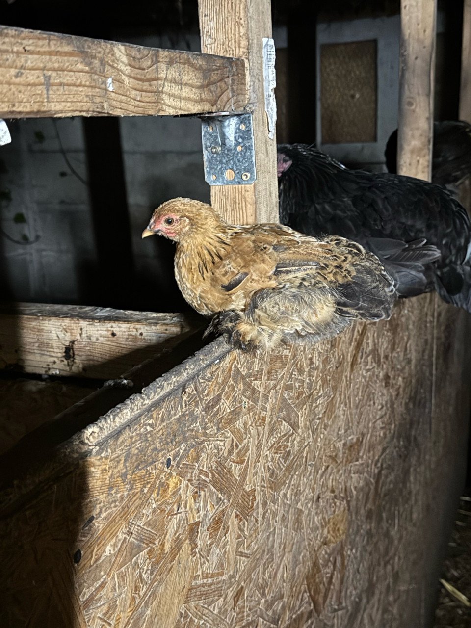 Kuikens cochin en zijdehoen krul en zijdeveer