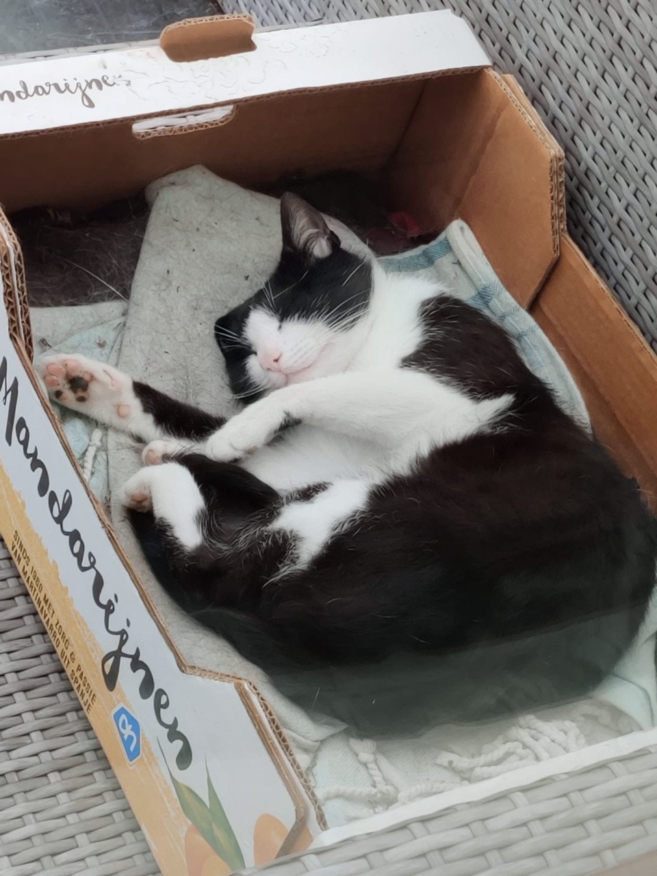Felix de kat