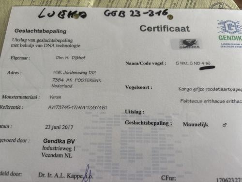 Grijze roodstaart man