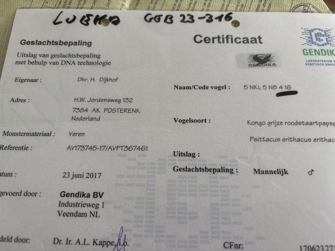 Grijze roodstaart man