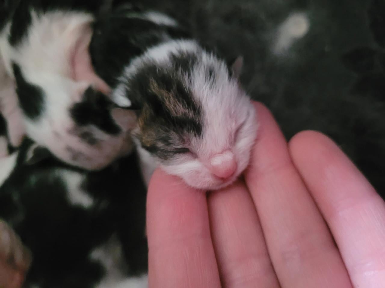 Kittens