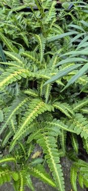Tuinplanten verantwoord gekweekt