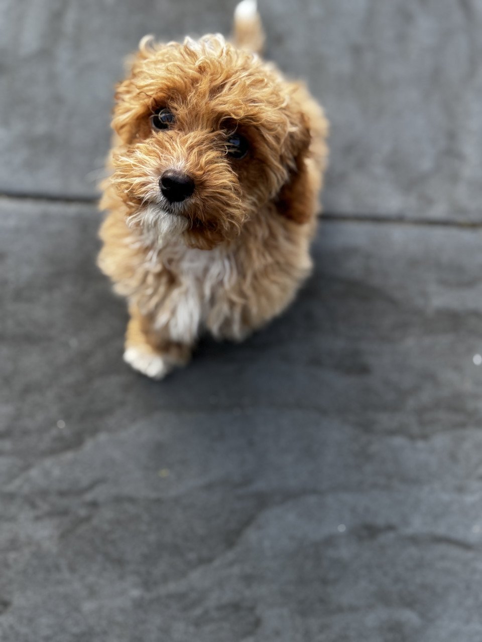 Maltipoo pup reutje