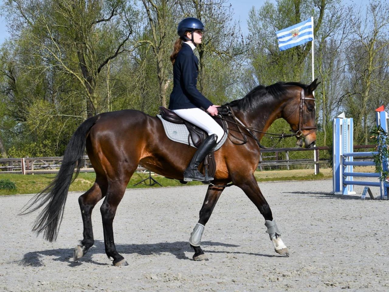 Leuke brave E-pony