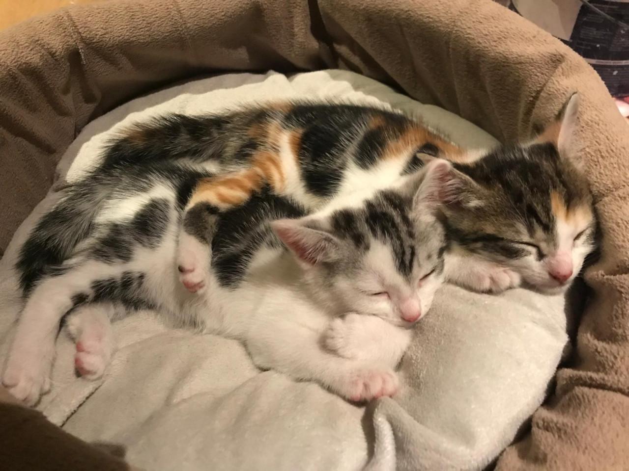 2 kittens poesjes 9 weken