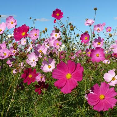 🌸Cosmea plantjes en stekjes