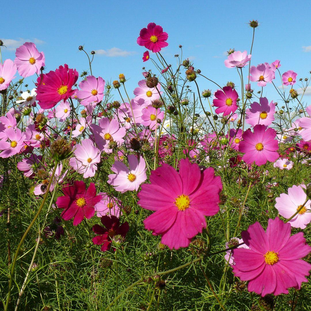 🌸Cosmea plantjes en stekjes