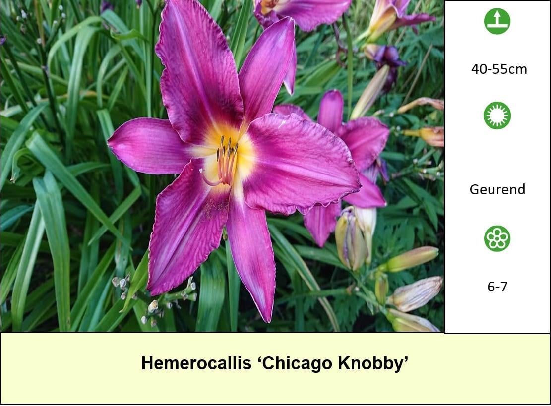 Een border inplanten met mooie en betaalbare bijen,- en vlinderplanten ?