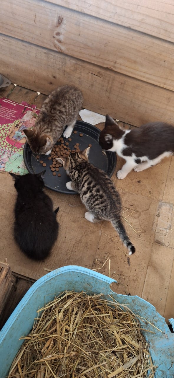 Lieve kittens te koop