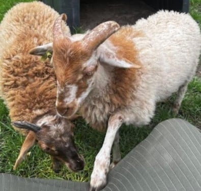 Schapen schaap sier ooi ram stel bij paard of pony ideaal