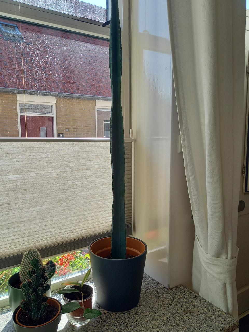 Cactussen