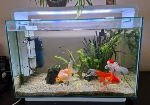 Compleet aquarium