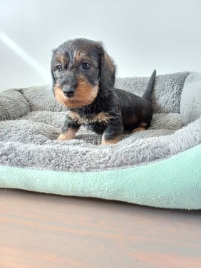 Super leuke Ruwhaar Dwerg Teckel pups