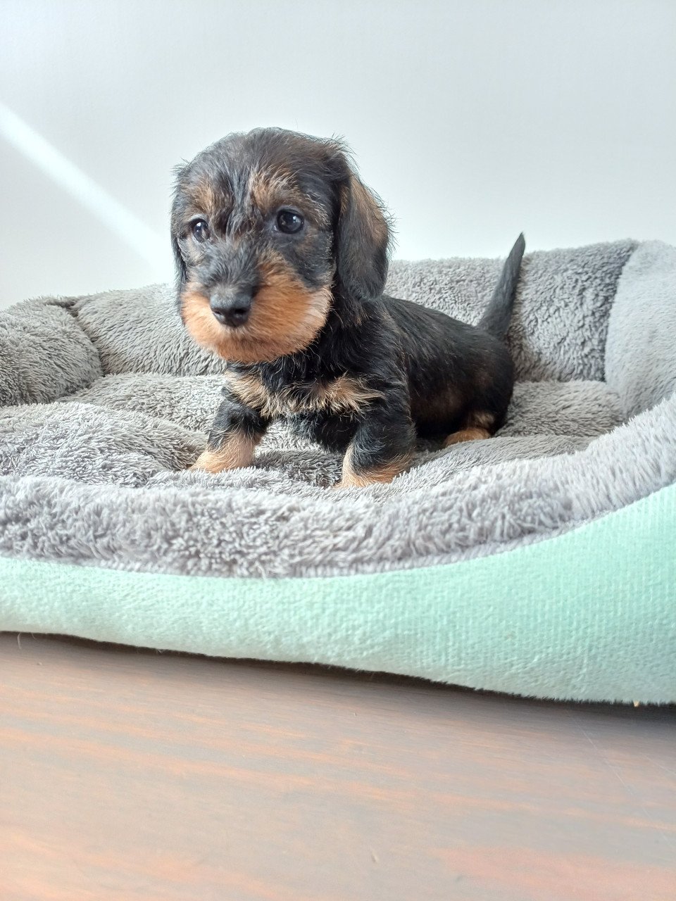 Super leuke Ruwhaar Dwerg Teckel pups
