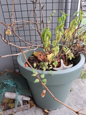 Druif in pot