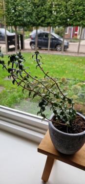 Plantje