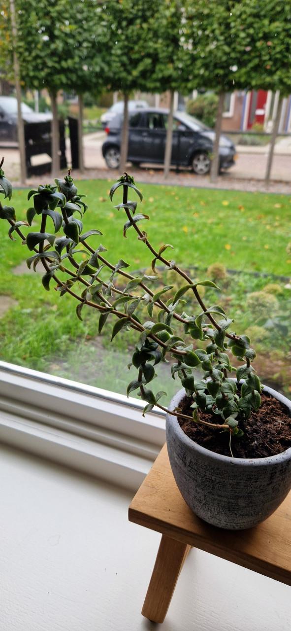 Plantje