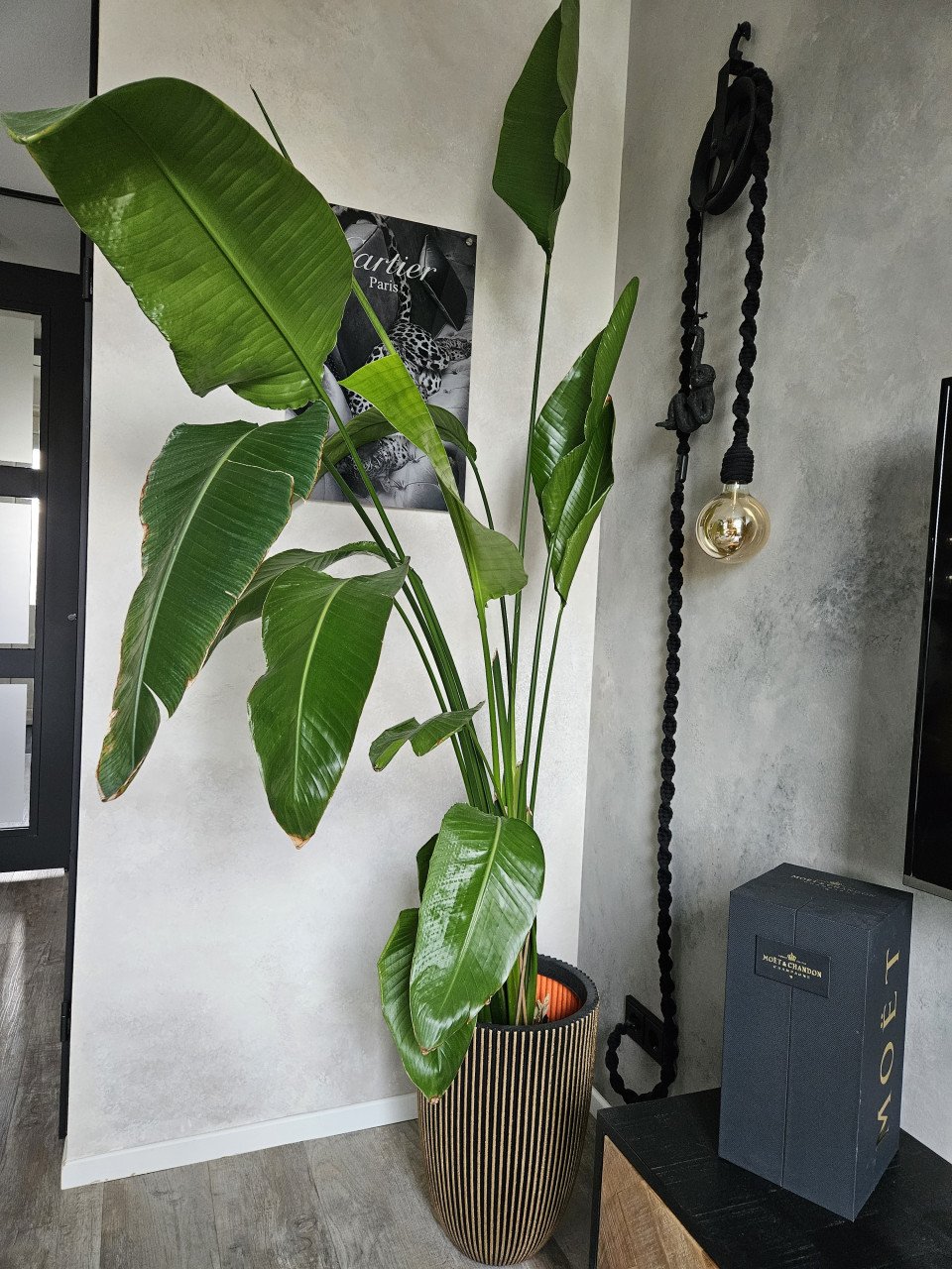 Strelitzia binnenplant groot 2 meter