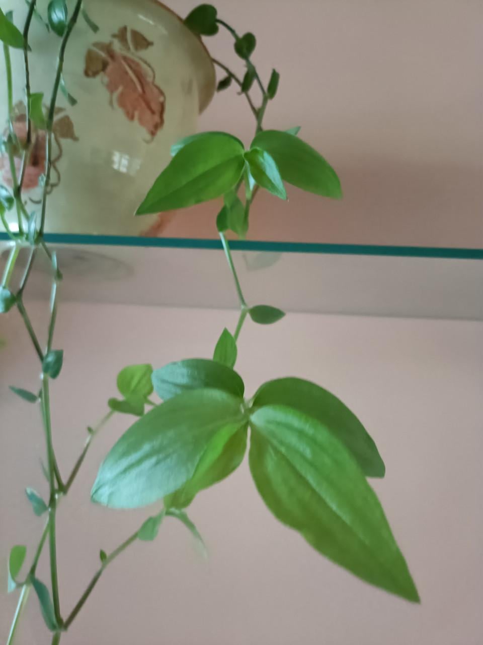 Hangplant