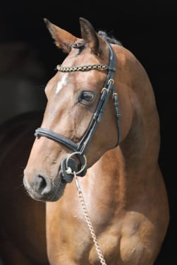 T.K. 5-jarige donkerbruine merrie, v. Rubiquil