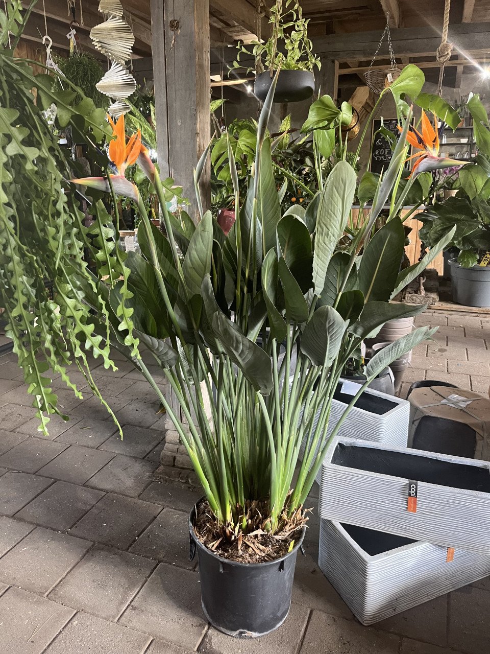 Paradijsvogelplant, Strelitzia reginae BLOEIEND