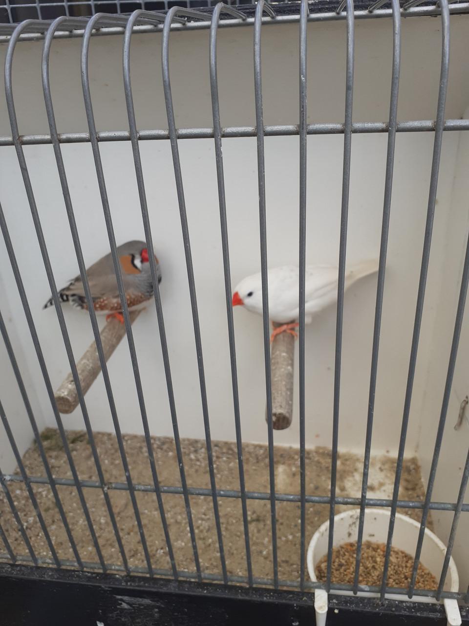 Onverwant koppel grote zebravinken 2025