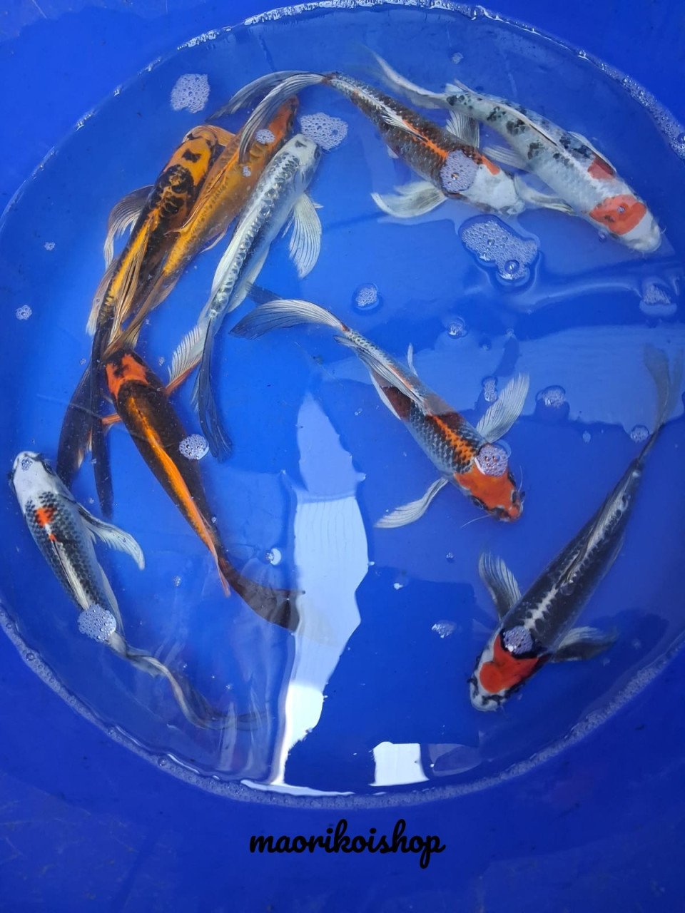 Butterflykoi