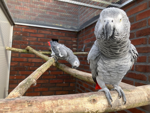 Broedkoppel grijze roodstaart papegaaien