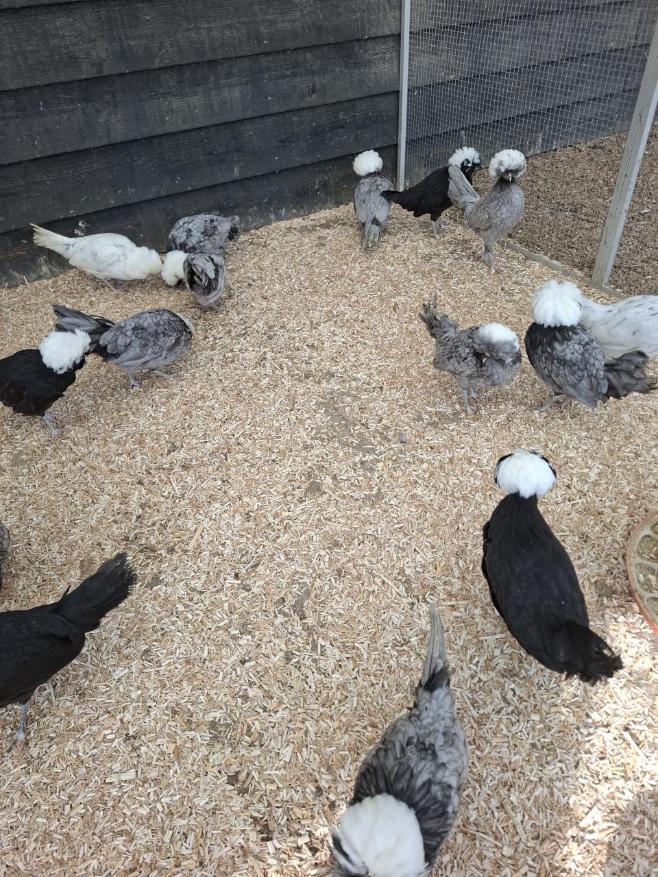 Hollandse kuifhoen, diverse kleuren