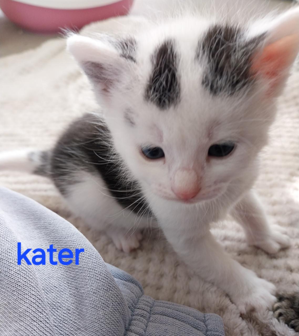 Lieve kittens