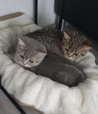 2 lieve kittens