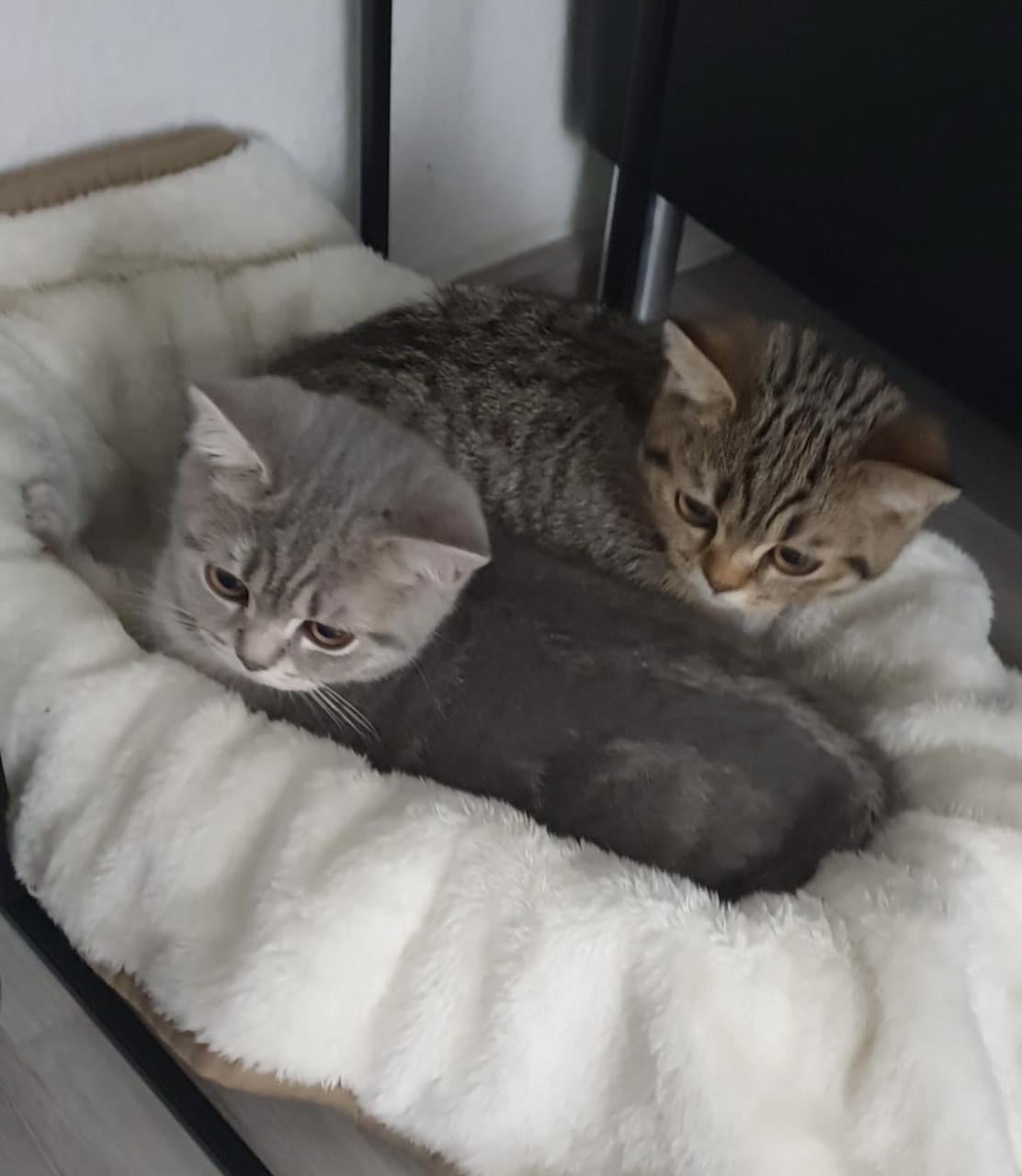 2 lieve kittens