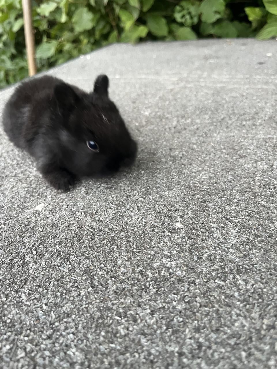 Baby konijnen