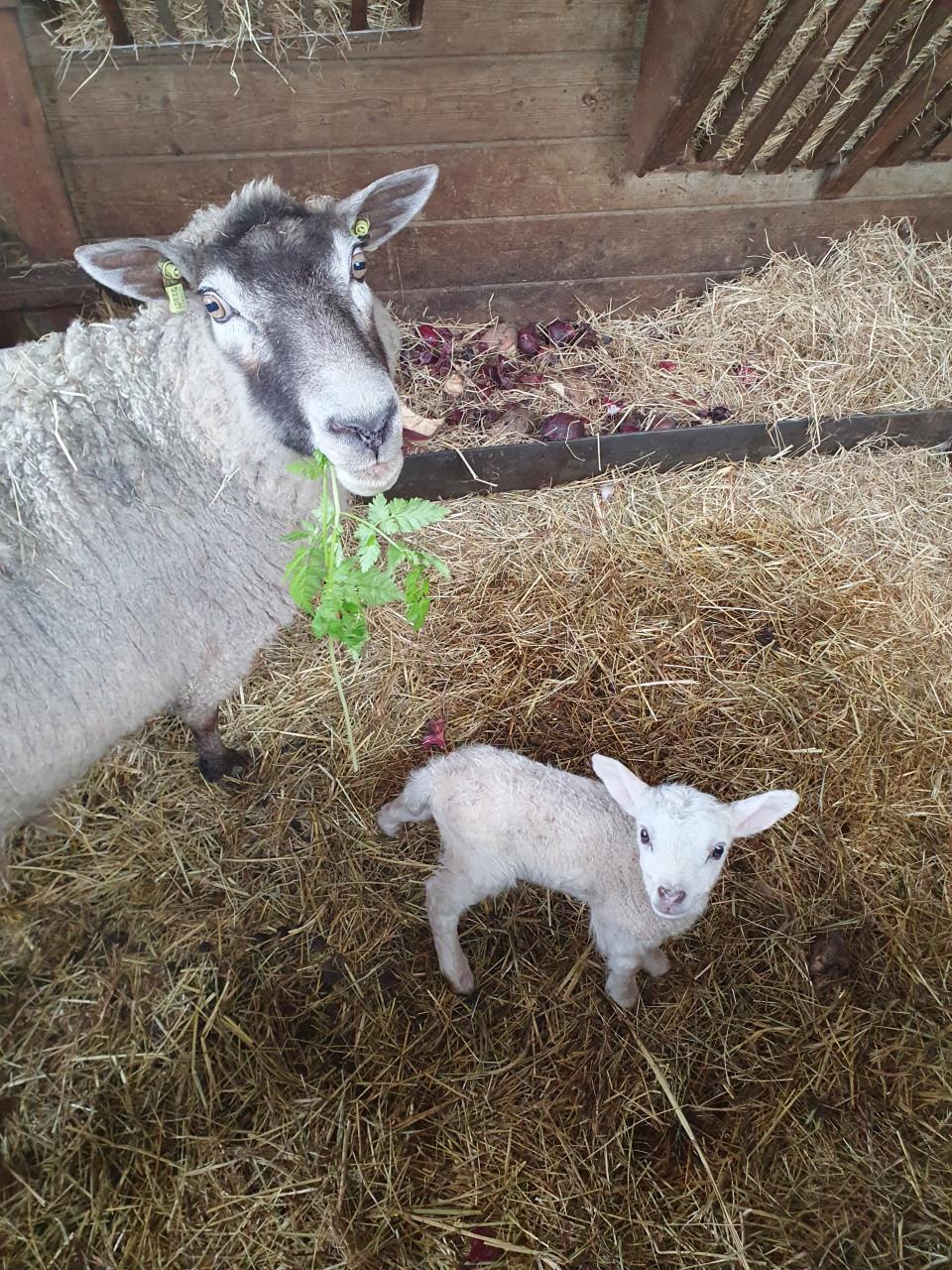 Schapen schaap lammeren lammetjes