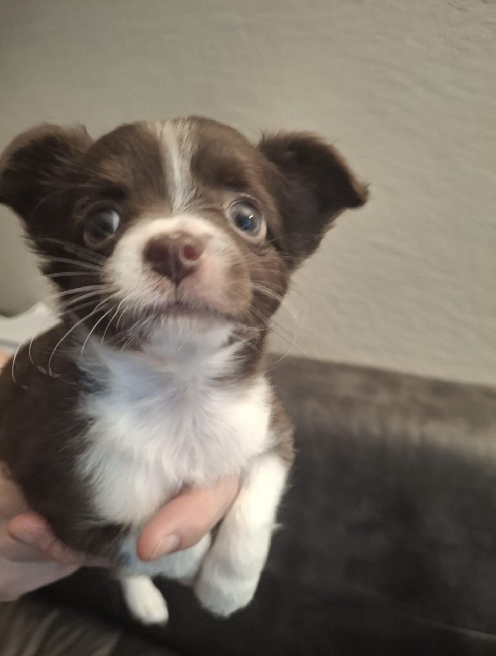 Chihuahua pups te koop