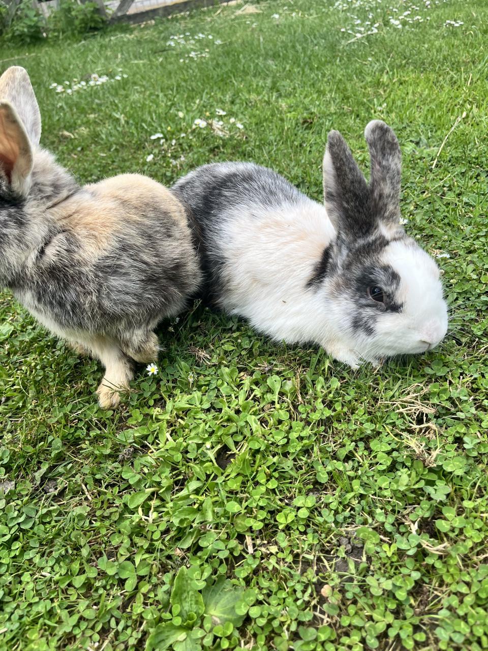 2 mannetjes te koop plus paspoort