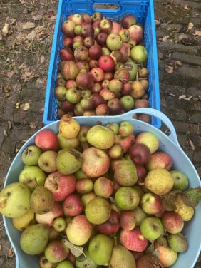 Kleine appels