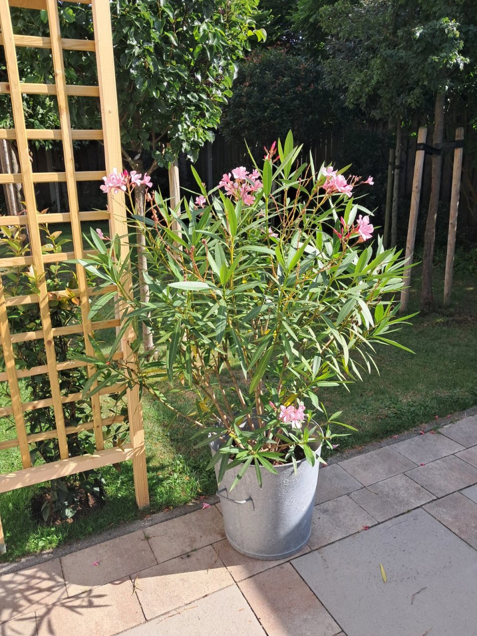 Grote OLEANDER in Franse zinken emmer