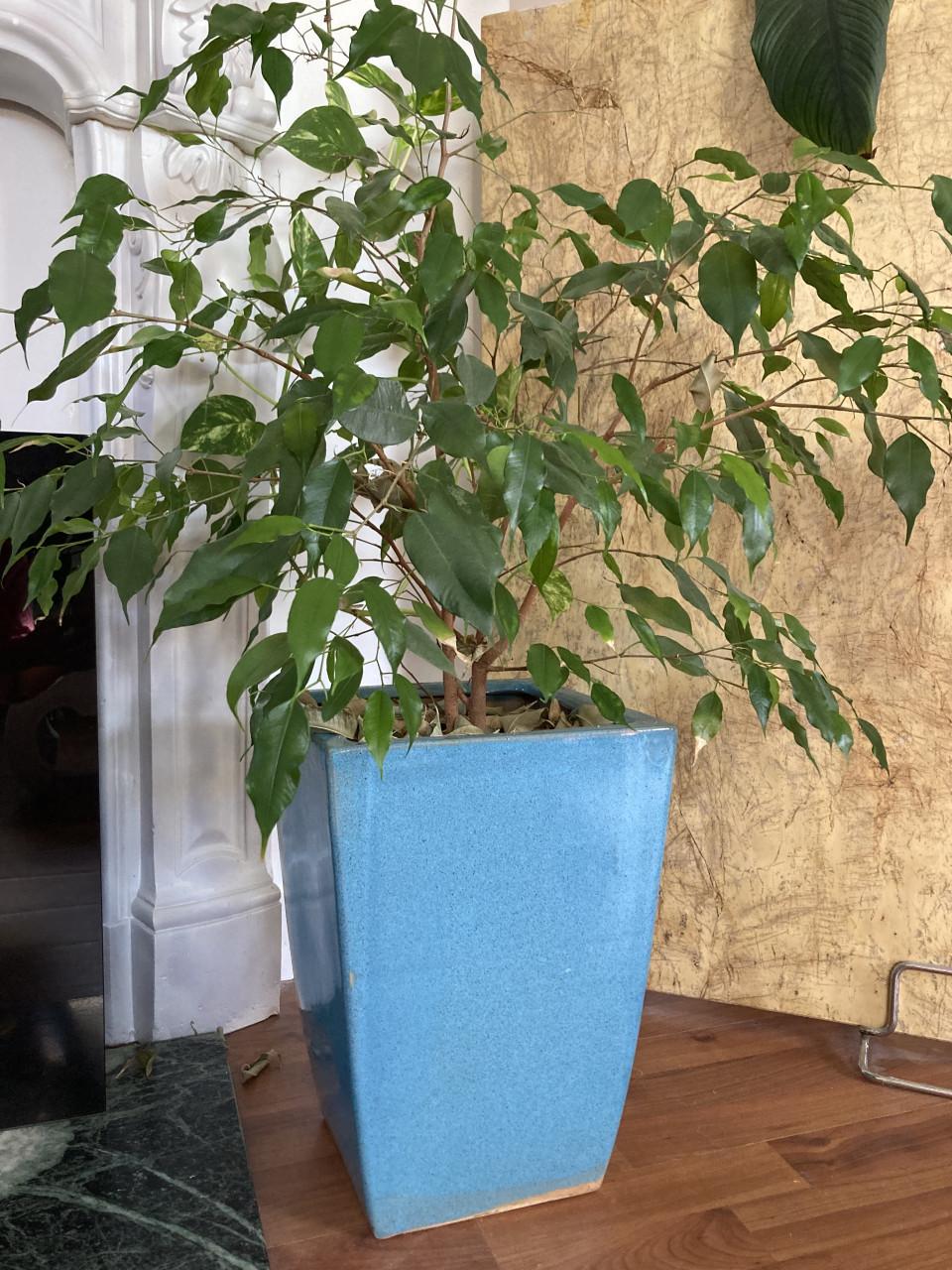 Plant in keramieken pot