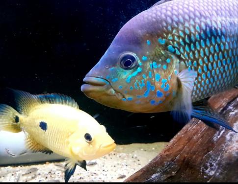 Schitterende gekleurde cichliden soort