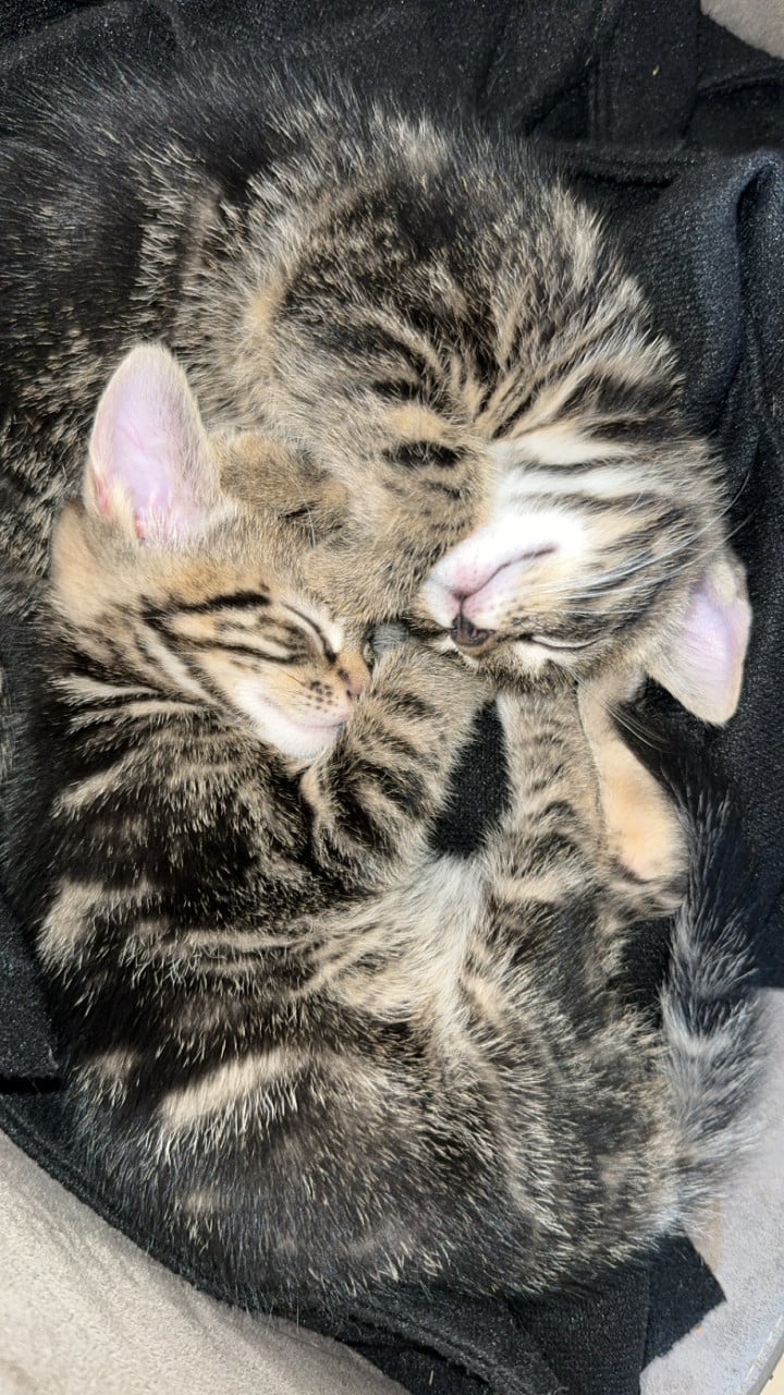 Kittens