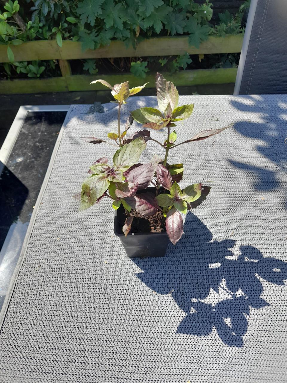 Paarse Basilicum