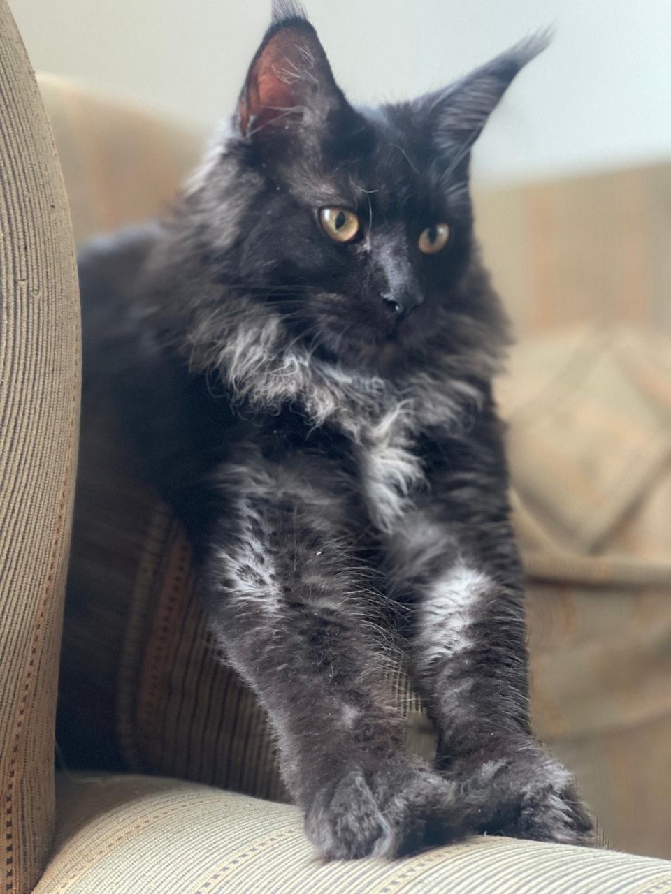 Maine coon kittens xxl