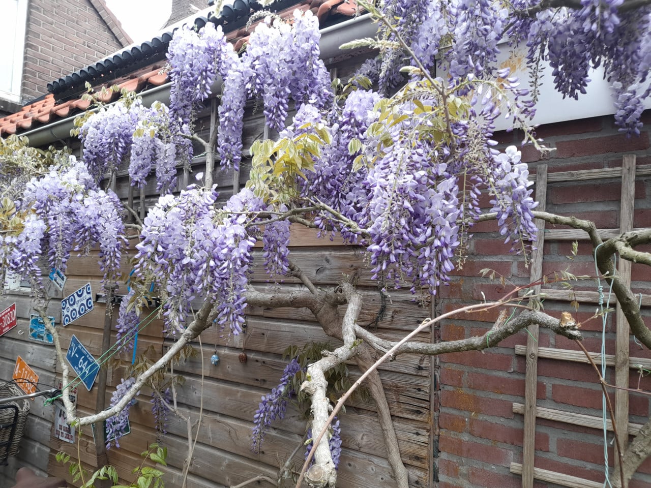 Blauwe regen