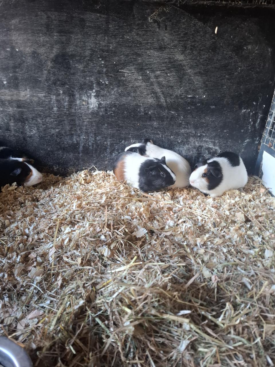 Jonge cavia's zeugjes en beertjes