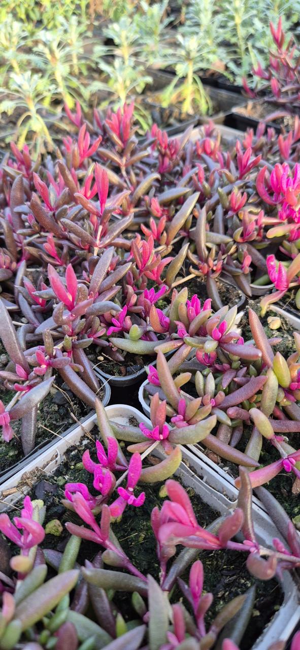 Vaste planten verantwoord gekweekt